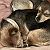 Post: He really loves Venus, all 3lbs 27oz of him.#Dogs #Sleeping #Cuties