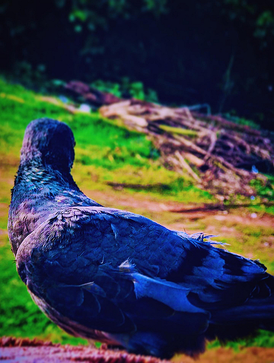 Finding Our Wings ✨ Watching this beautiful bird reminds me of the power of freedom and...
